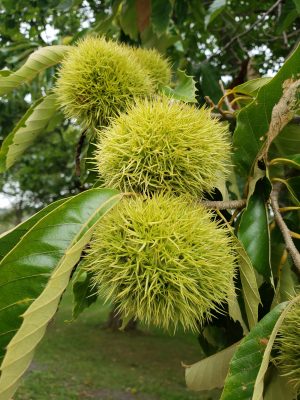 Chestnuts