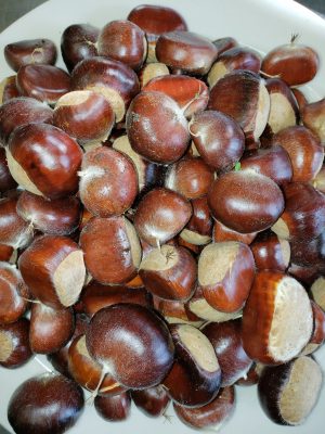 chestnuts