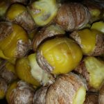 Chestnuts prepared for Chestnut Soup