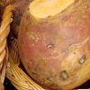 A basket of turnips for Mashed Yellow Turnips